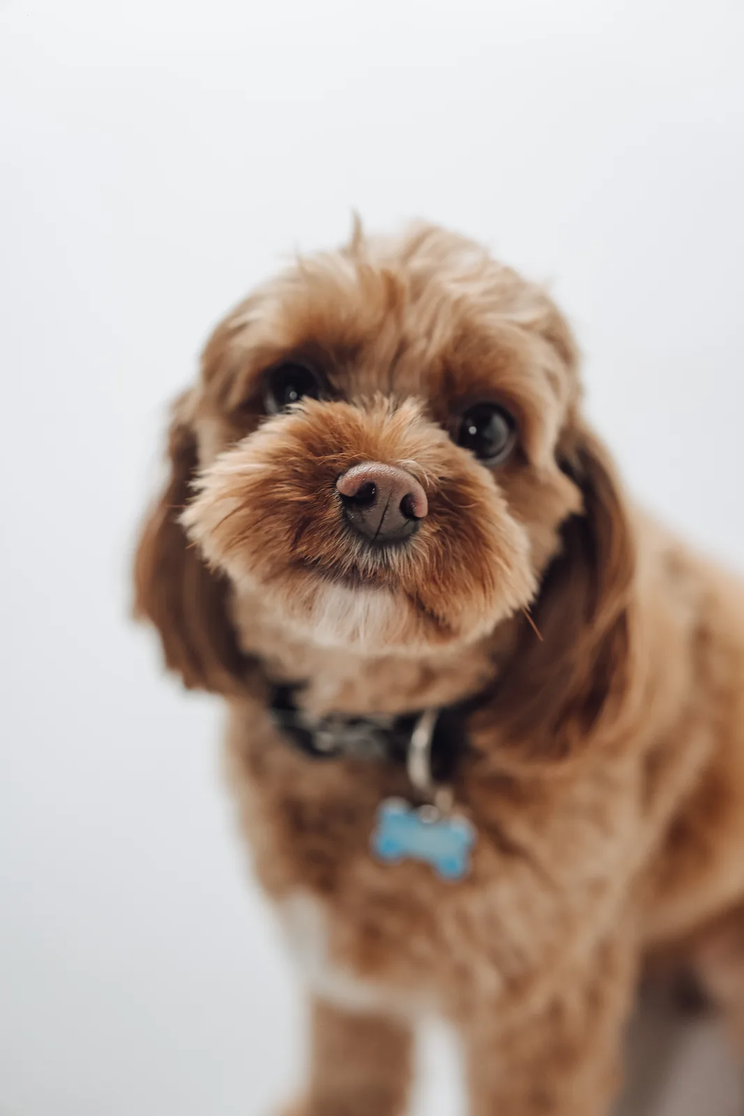 Milo the dog sitting for a portrait in the Ultimo studio