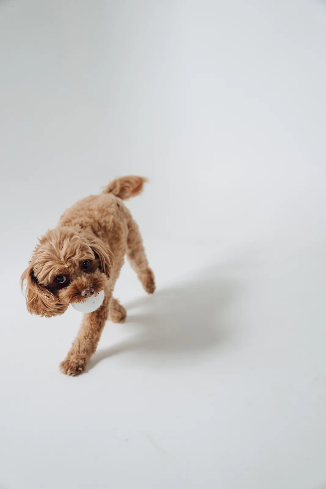 Milo the dog on the studio cyclorama backdrop