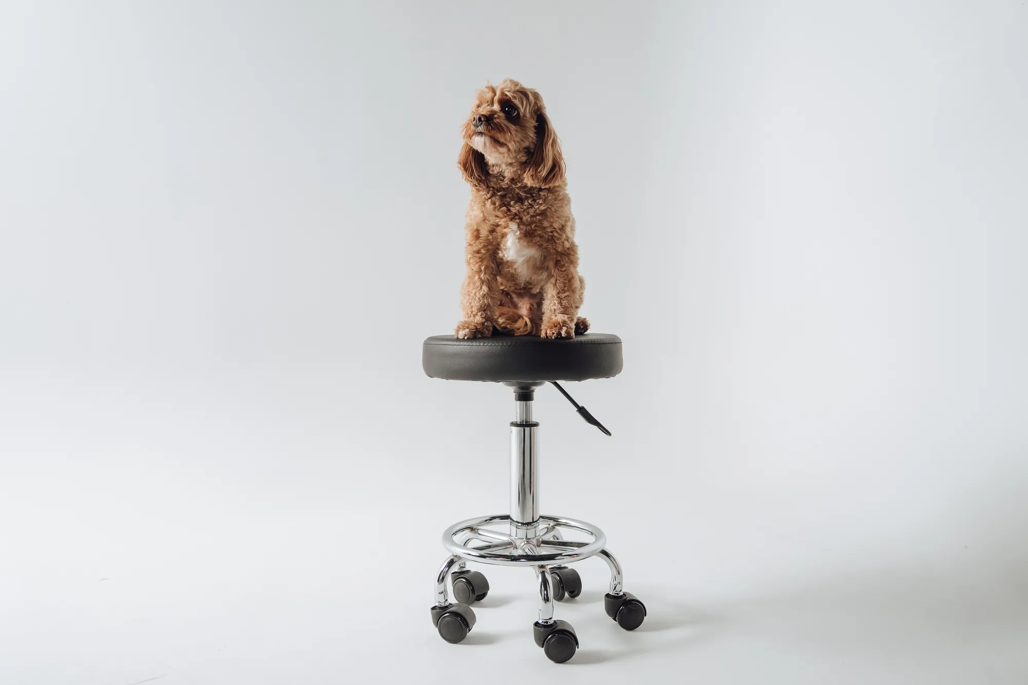 Milo the dog on the studio cyclorama at The M1 Group, Sydney