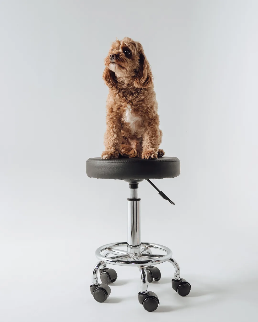 Milo the dog sitting on a stool in the studio
